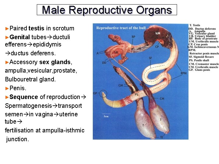 Male Reproductive Organs ►Paired testis in scrotum ►Genital tubes ductuli efferens epididymis ductus deferens.