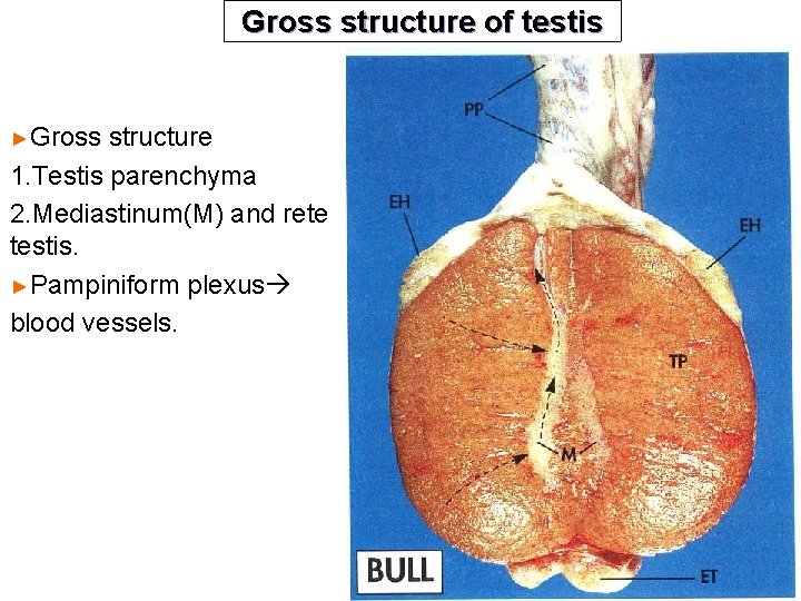 Gross structure of testis ►Gross structure 1. Testis parenchyma 2. Mediastinum(M) and rete testis.