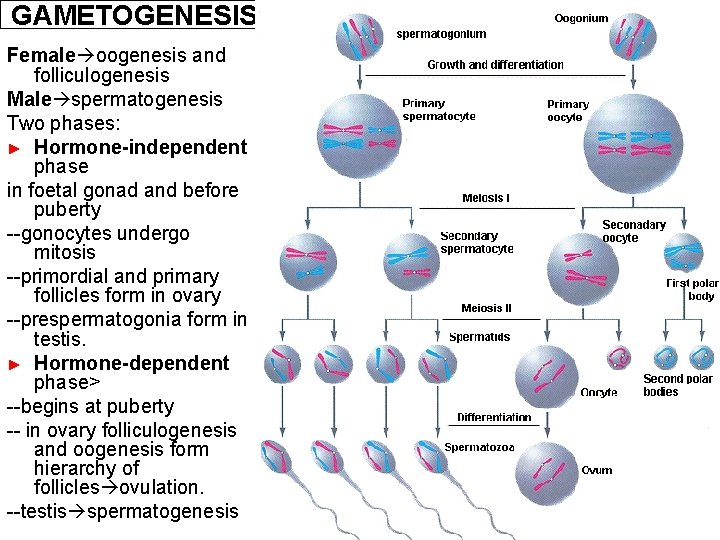 GAMETOGENESIS Female oogenesis and folliculogenesis Male spermatogenesis Two phases: ► Hormone-independent phase in foetal