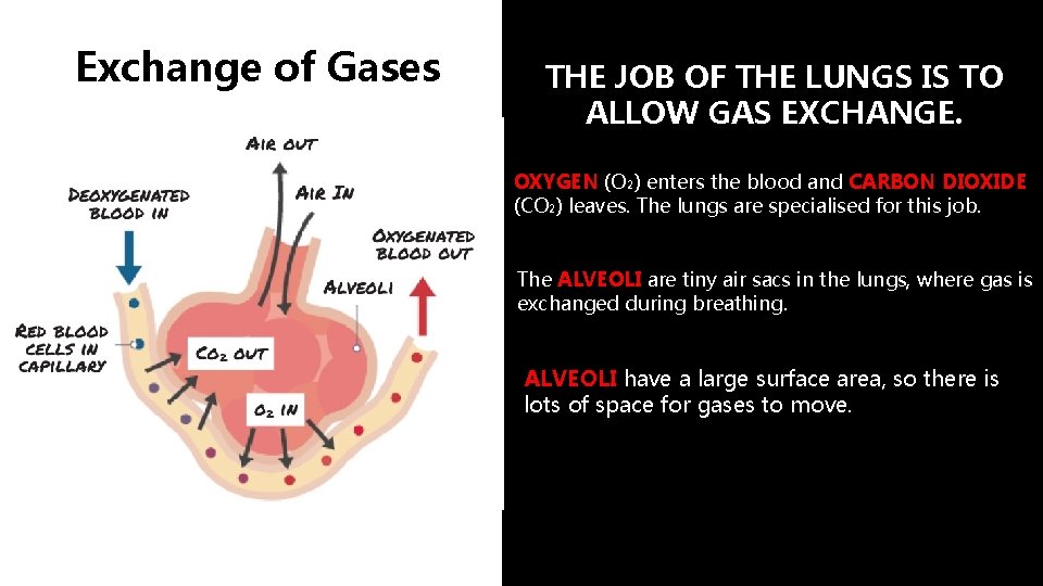 Exchange of Gases THE JOB OF THE LUNGS IS TO ALLOW GAS EXCHANGE. OXYGEN