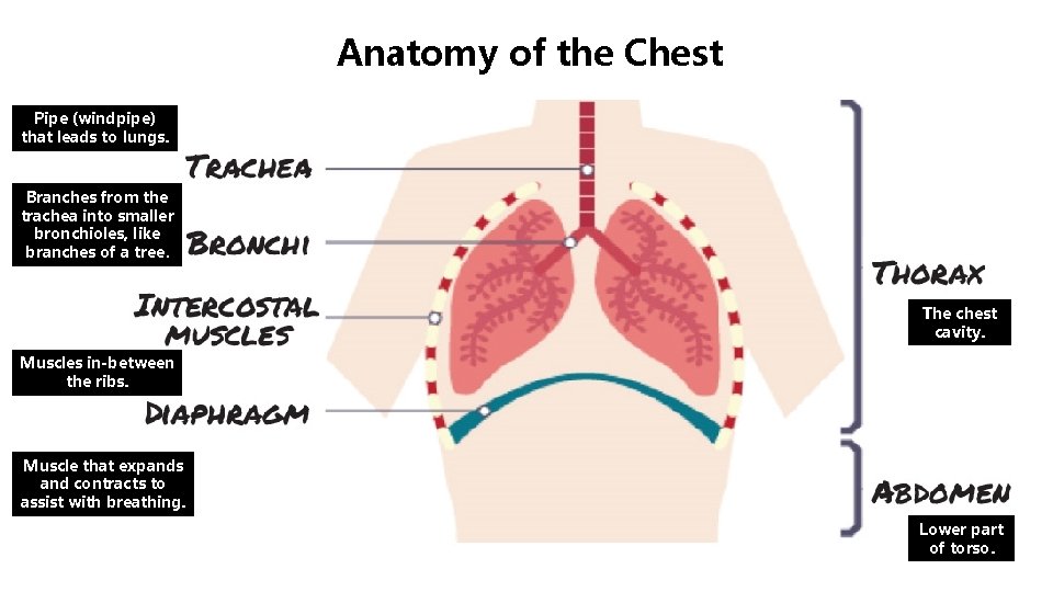 Anatomy of the Chest Pipe (windpipe) that leads to lungs. Branches from the trachea