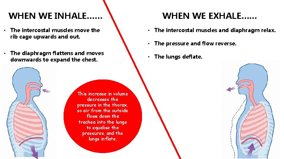 WHEN WE INHALE…… • The intercostal muscles move the rib cage upwards and out.