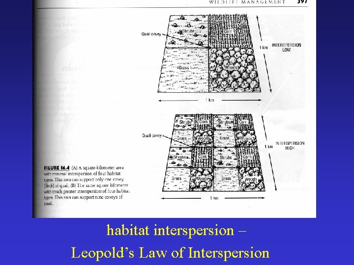 habitat interspersion – Leopold’s Law of Interspersion 