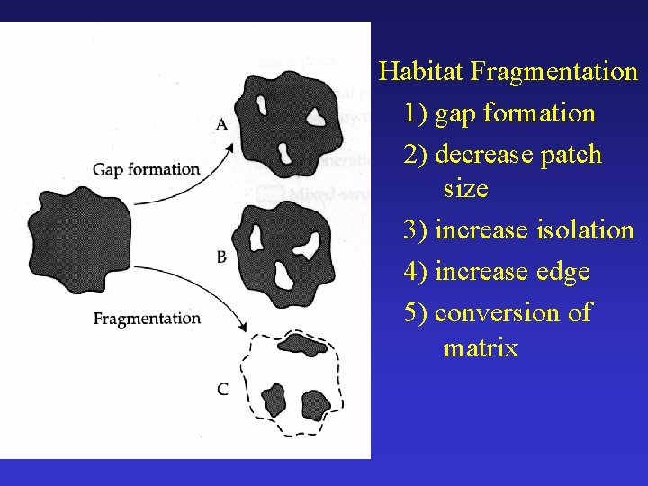 Habitat Fragmentation 1) gap formation 2) decrease patch size 3) increase isolation 4) increase