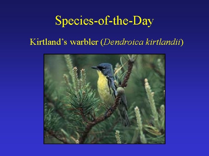 Species-of-the-Day Kirtland’s warbler (Dendroica kirtlandii) 