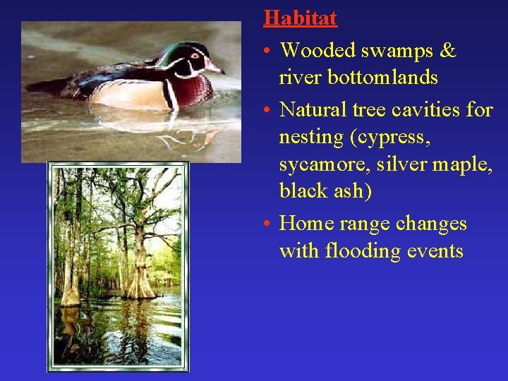 Habitat • Wooded swamps & river bottomlands • Natural tree cavities for nesting (cypress,