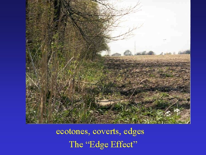ecotones, coverts, edges The “Edge Effect” 