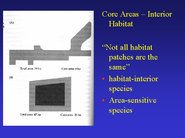 Core Areas – Interior Habitat “Not all habitat patches are the same” • habitat-interior
