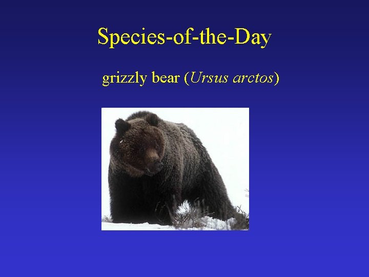 Species-of-the-Day grizzly bear (Ursus arctos) 