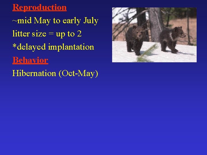 Reproduction ~mid May to early July litter size = up to 2 *delayed implantation