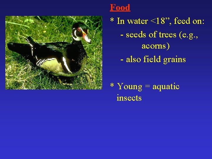Food * In water <18”, feed on: - seeds of trees (e. g. ,