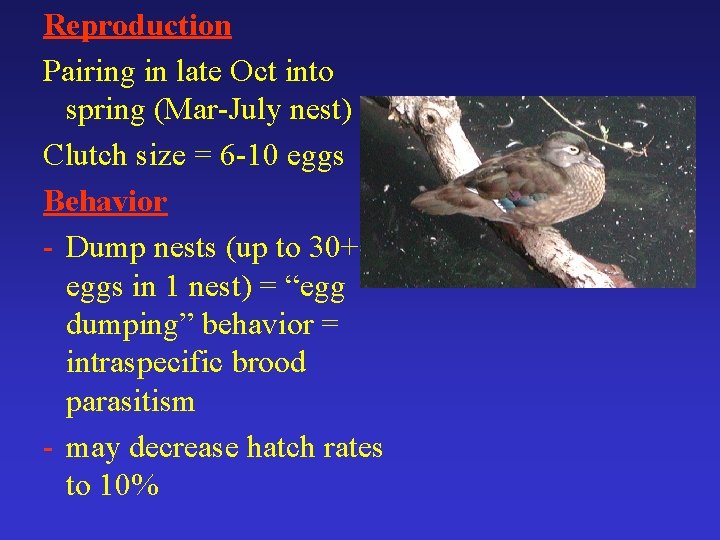 Reproduction Pairing in late Oct into spring (Mar-July nest) Clutch size = 6 -10