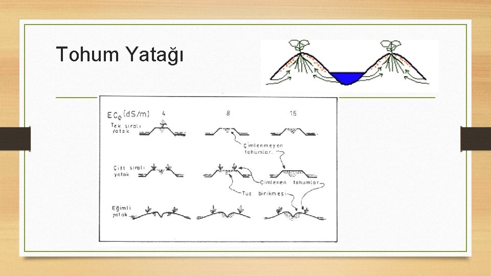 Tohum Yatağı 