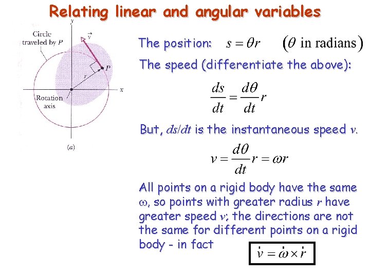 Relating linear and angular variables The position: The speed (differentiate the above): But, ds/dt