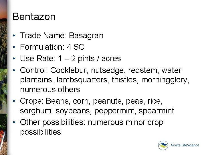 Bentazon • • Trade Name: Basagran Formulation: 4 SC Use Rate: 1 – 2