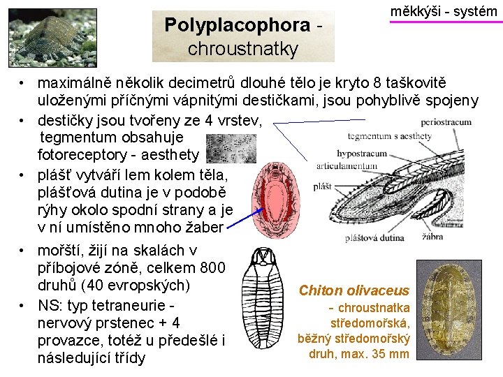 Polyplacophora chroustnatky měkkýši - systém • maximálně několik decimetrů dlouhé tělo je kryto 8