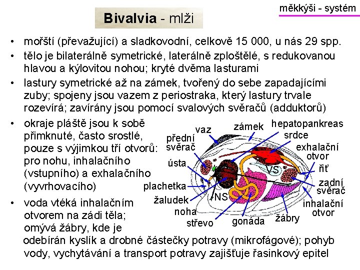 Bivalvia - mlži měkkýši - systém • mořští (převažující) a sladkovodní, celkově 15 000,