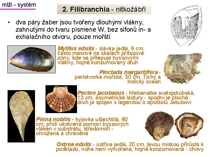 mlži - systém 2. Filibranchia - nitkožábří • dva páry žaber jsou tvořeny dlouhými