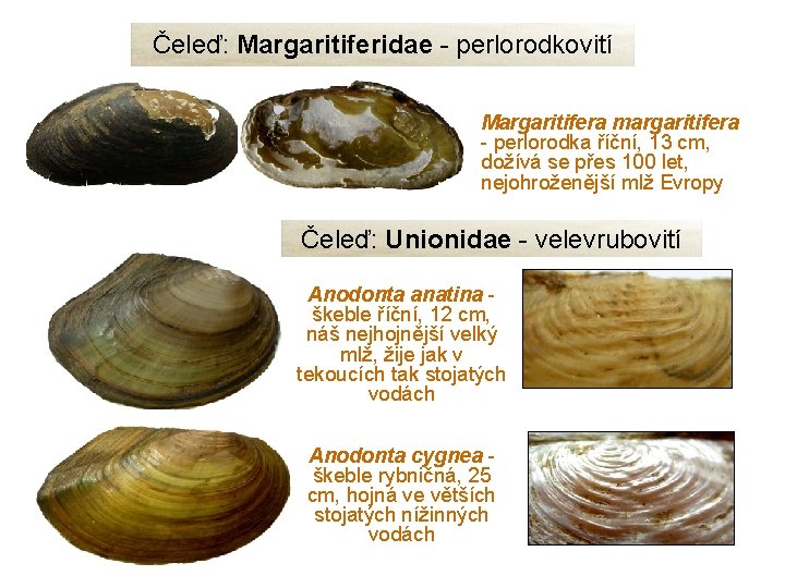 Čeleď: Margaritiferidae - perlorodkovití Margaritifera margaritifera - perlorodka říční, 13 cm, dožívá se přes