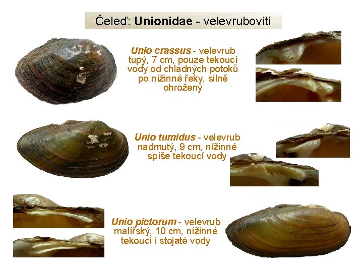 Čeleď: Unionidae - velevrubovití Unio crassus - velevrub tupý, 7 cm, pouze tekoucí vody