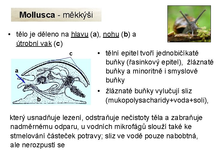 Mollusca - měkkýši • tělo je děleno na hlavu (a), nohu (b) a útrobní
