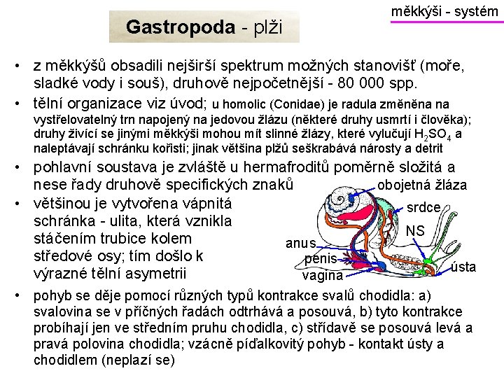Gastropoda - plži měkkýši - systém • z měkkýšů obsadili nejširší spektrum možných stanovišť
