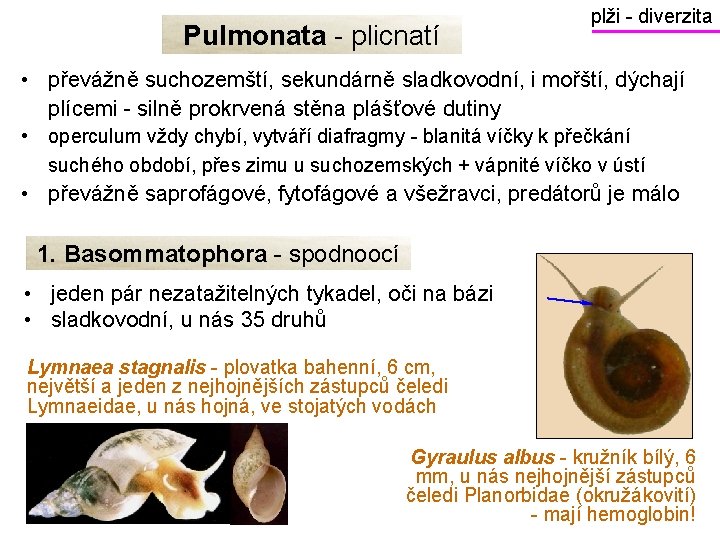Pulmonata - plicnatí plži - diverzita • převážně suchozemští, sekundárně sladkovodní, i mořští, dýchají