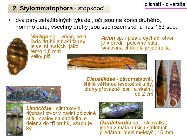 2. Stylommatophora - stopkoocí plicnatí - diverzita • dva páry zatažitelných tykadel, oči jsou