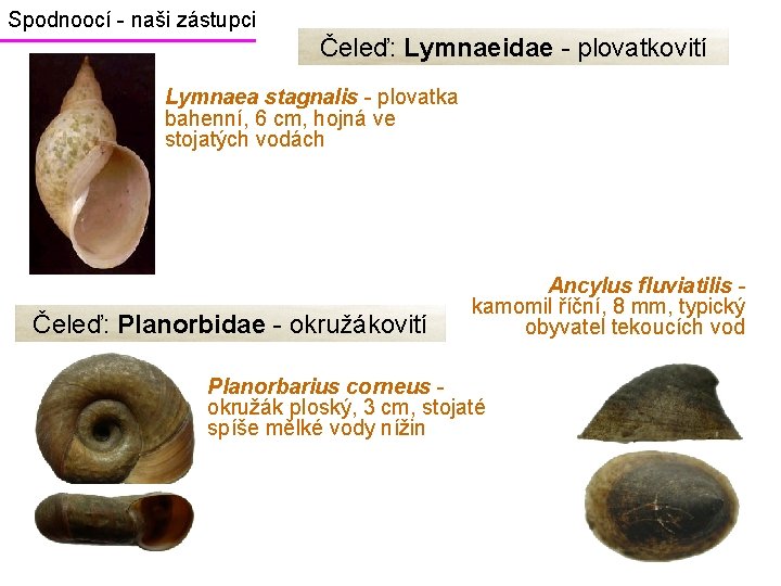 Spodnoocí - naši zástupci Čeleď: Lymnaeidae - plovatkovití Lymnaea stagnalis - plovatka bahenní, 6