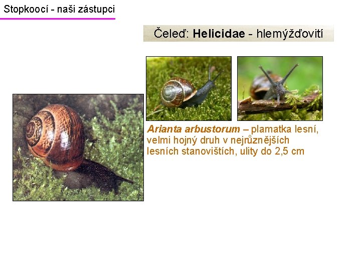 Stopkoocí - naši zástupci Čeleď: Helicidae - hlemýžďovití Arianta arbustorum – plamatka lesní, velmi