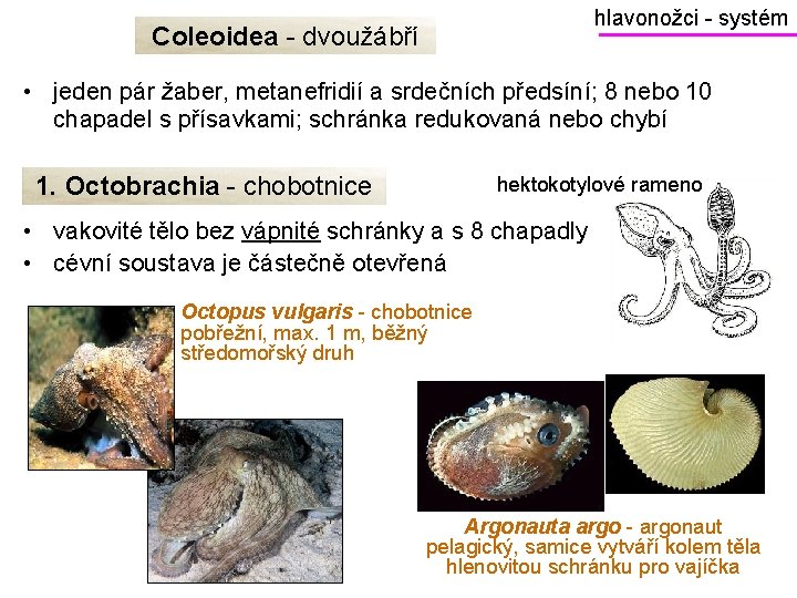 hlavonožci - systém Coleoidea - dvoužábří • jeden pár žaber, metanefridií a srdečních předsíní;