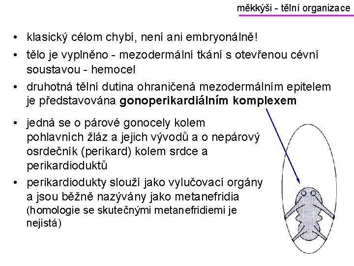 měkkýši - tělní organizace • klasický célom chybí, není ani embryonálně! • tělo je