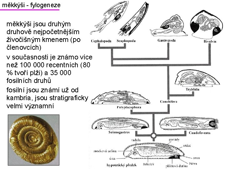 měkkýši - fylogeneze měkkýši jsou druhým druhově nejpočetnějším živočišným kmenem (po členovcích) v současnosti