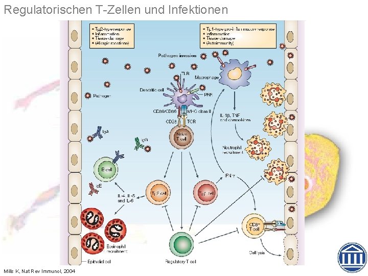 Regulatorischen T-Zellen und Infektionen Mills K, Nat Rev Immunol, 2004 