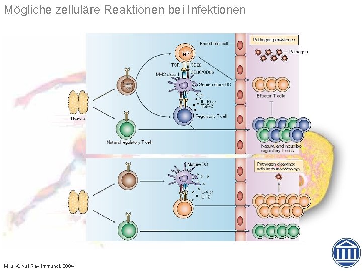 Mögliche zelluläre Reaktionen bei Infektionen Mills K, Nat Rev Immunol, 2004 