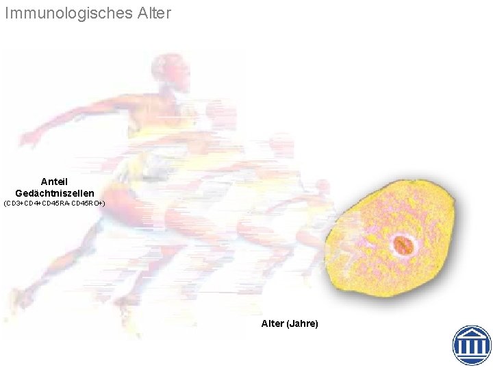 Immunologisches Alter Anteil Gedächtniszellen (CD 3+CD 45 RA-CD 45 RO+) Alter (Jahre) 