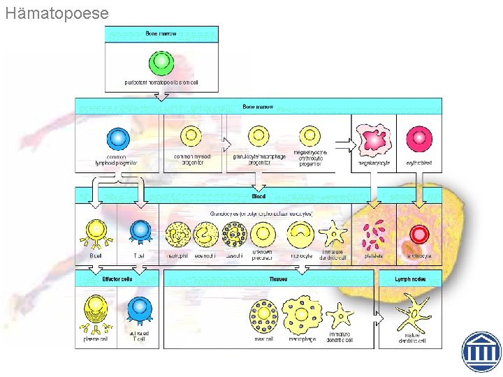 Hämatopoese 