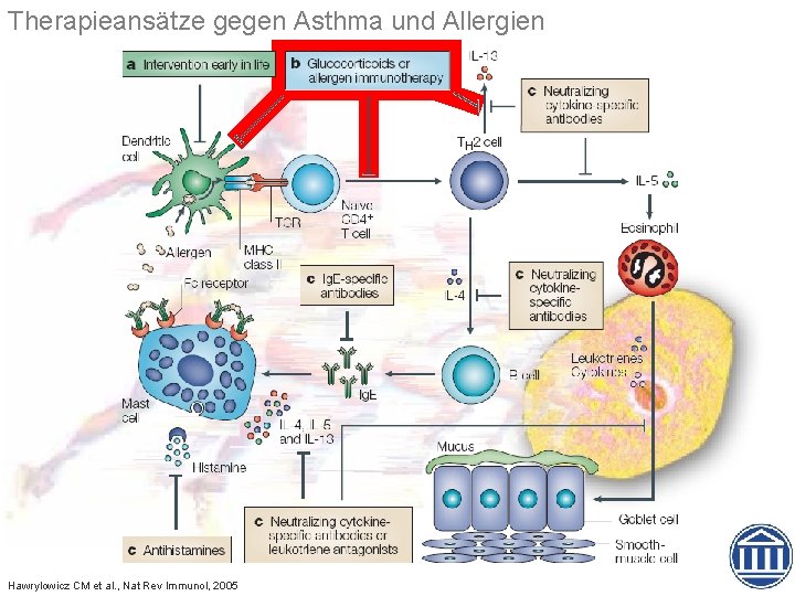 Therapieansätze gegen Asthma und Allergien Hawrylowicz CM et al. , Nat Rev Immunol, 2005