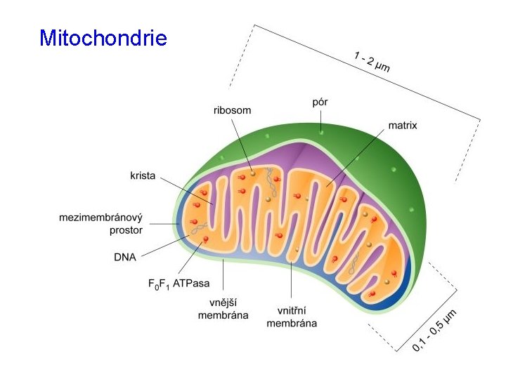 Mitochondrie 