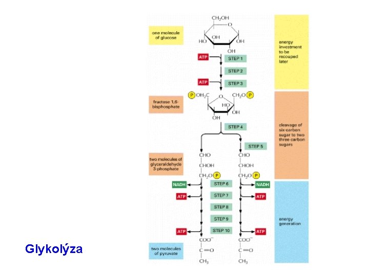 Glykolýza 