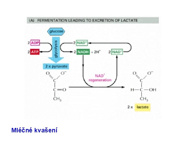 Mléčné kvašení 