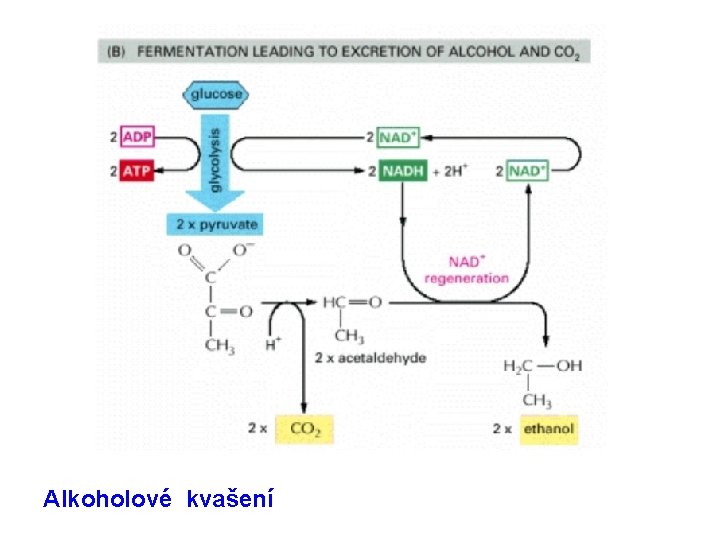 Alkoholové kvašení 