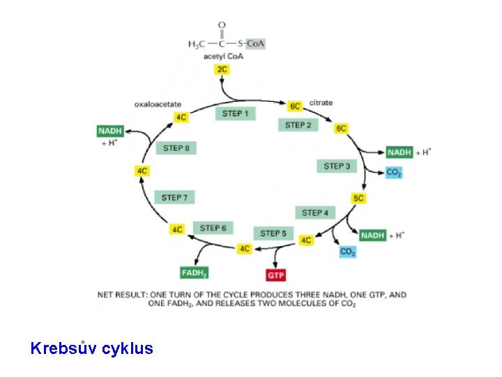 Krebsův cyklus 