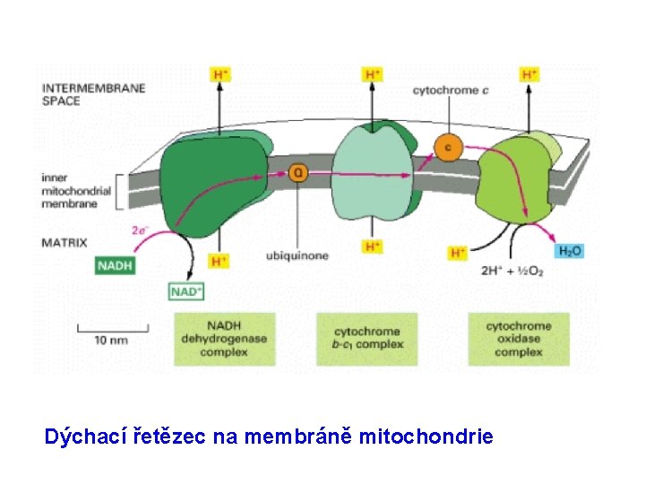 Dýchací řetězec na membráně mitochondrie 