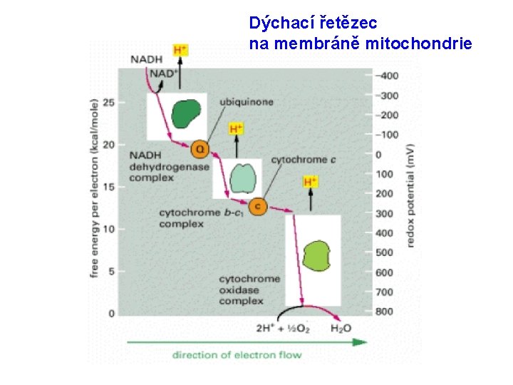 Dýchací řetězec na membráně mitochondrie 