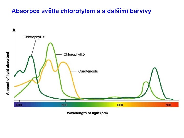 Absorpce světla chlorofylem a a dalšími barvivy 