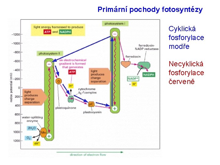 Primární pochody fotosyntézy Cyklická fosforylace modře Necyklická fosforylace červeně 