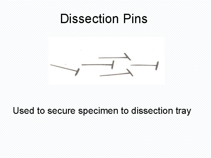 Dissection Pins Used to secure specimen to dissection tray 