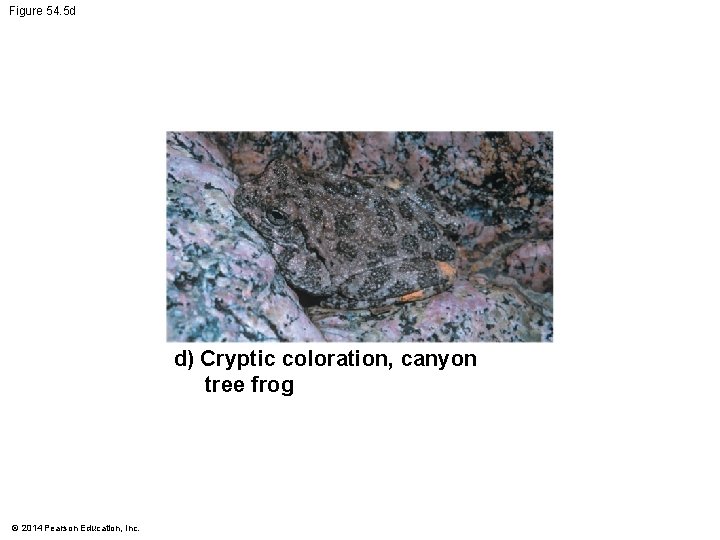 Figure 54. 5 d d) Cryptic coloration, canyon tree frog © 2014 Pearson Education,