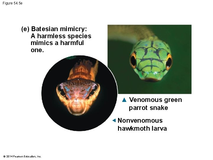 Figure 54. 5 e (e) Batesian mimicry: A harmless species mimics a harmful one.